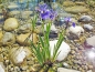 Preview: blaue Sumpfiris im Teich